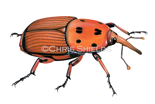 Red Palm Weevil (Rhynchophorus ferrugineus) IN0011