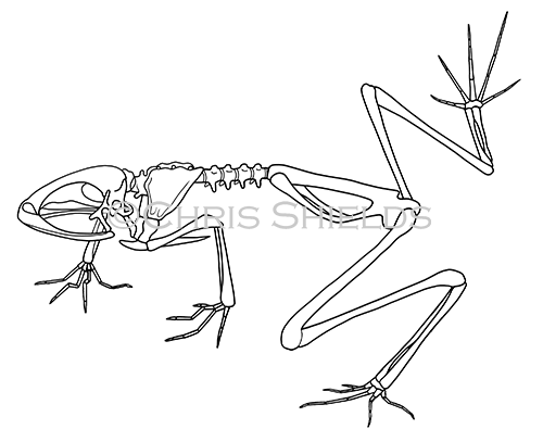 Red-eyed Tree frog skeleton (Agalychnis callidryas) RA170