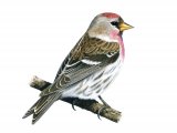 Redpoll (Carduelis flammea) BD0400