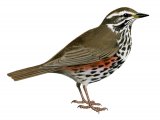 Redwing (Turdus iliacus) BD0406