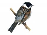 Reed Bunting male (Emberiza schoeniclus) BD0410