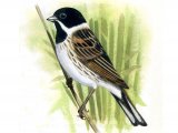 Reed Bunting male (Emberiza schoeniclus) BD0409