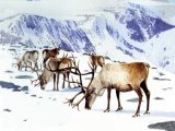 Reindeer (Rangifer tarandus) M002