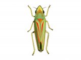 Rhododendron leafhopper (Graphocephala fennahi) IN001