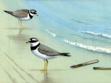 Ringed Plover (Charadrius hiaticula) BD0412