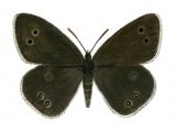 Ringlet (Aphantopus hyperantus) IN001