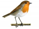 Robin (Erithacus rubecula) BD0414