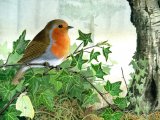 Robin (Erithacus rubecula) BD0416