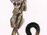 Rondo dwarf galago (Galagoides rondoensis) M001