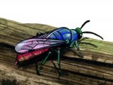 IH104 - Ruby-tailed Wasp (Chrysis ignita)