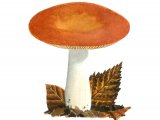 Russula aurea FU001