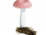 Russula nauseosa FU001