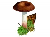 Russula nitida FU001