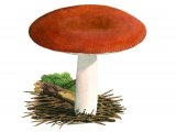 Russula paludosa FU001