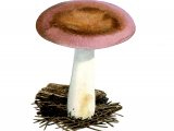 Russula turci FU001