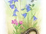 Sand Dune Flora and Fauna CG001