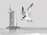 Saunders Tern (Sternula saundersi) in Dubai BD001