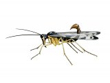 IN112 - Scorpion Fly (Panorpa communis), scorpionfly