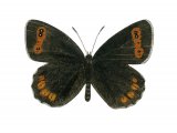 Scotch Argus (Erebia aethiops) IN001