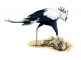 Secretary Bird (Sagittarius serpentarius) BD0552