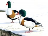 Shelduck (Tadorna tadorna) BD0428