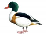 Shelduck (Tadorna tadorna) BD0429