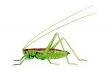 Short-winged Conehead (Conocephalus dorsalis) IN001