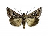 Silver Y (Autographa gamma) IN001