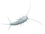 IN139 - Silverfish (Lepisma saccharina)