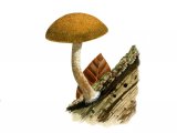 Simocybe centunculus var. centunculus (Dingy Twiglet) FU003