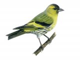 Siskin (Carduelis spinus) BD0432