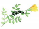 Six-spot Burnet Moth Caterpillar (Zygaena filipendulae) IN001