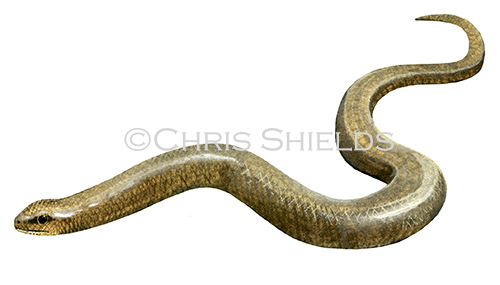 Slow Worm (Anguis fragilis) RA0030