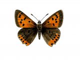 Small Copper (Lycaena phlaeas) IN001