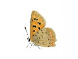 Small Copper (Lycaena phlaeas) IN002