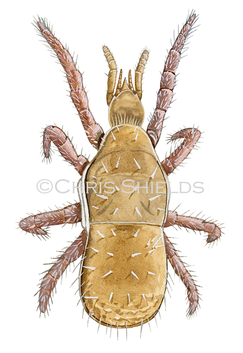 Soil Mite (Gamasellodes Athias-henrio) TA0012