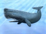 Sperm Whale (Physeter macrocephalus) M001