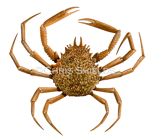 Spider Crab (Maja squinado) OS002