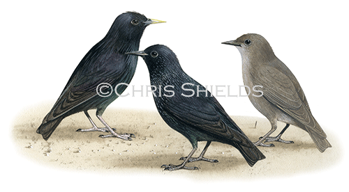 Spotless Starling (Sturnus unicolour) BD076