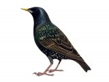 Common Starling adult summer (Sturnus vulgaris) BD0442