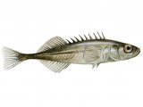 F191 - Stickleback (Ten-spined) Pungitius pungitiu