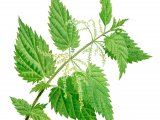 Stinging Nettle (Urtica dioica) BT0294