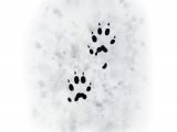 Stoat tracks (Mustela erminea) M005