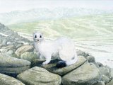 Stoat (Mustela erminea) M003