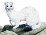 Stoat (Mustela erminea) M004