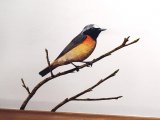 Belmond Northern Belle mural (Redstart) BD023