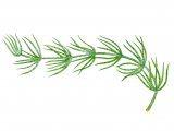 Stonewort (Chara vulgaris) BT0135