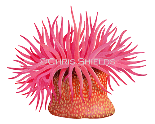 Strawberry Anemone (Actinia fragacea) OS0043