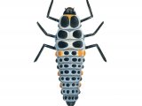 Stripped Ladybird Larvae (Myzia oblongoguttata IN002