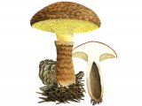 Suillus cavipes (Hollow Bolete) FU001